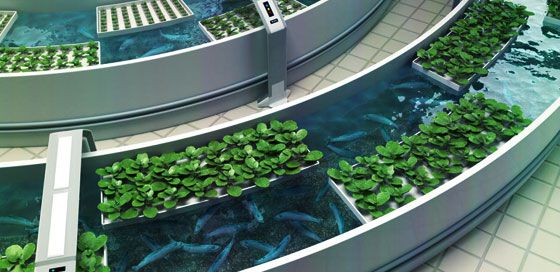 AQUAPONIC FARMS